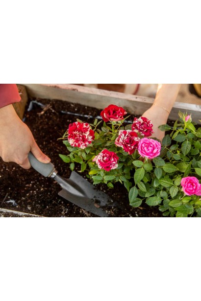 Посадка троянди патіо Arrow Folies